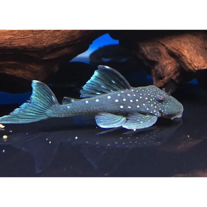 L128 blue phantom pleco livestock