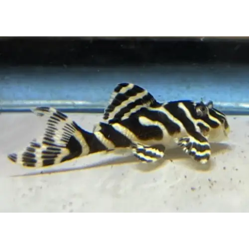 L134 leopard frog pleco small ~4cm livestock
