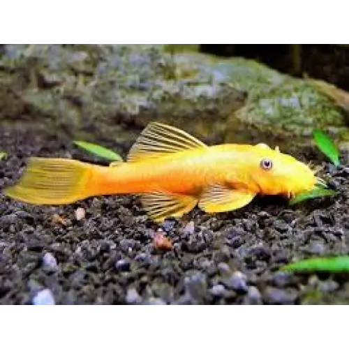 L144 lemon bristlenose pleco - livestock