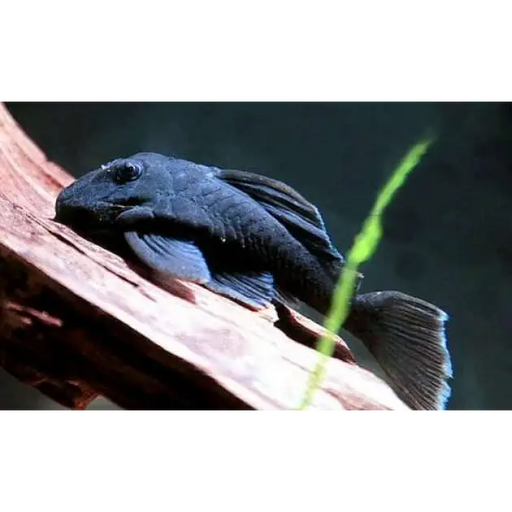 L239-blue panaque pleco - livestock