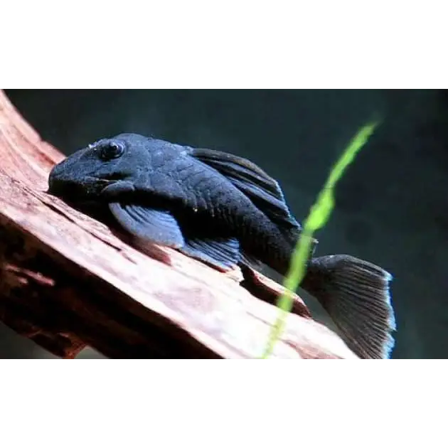 L239-blue panaque pleco - livestock