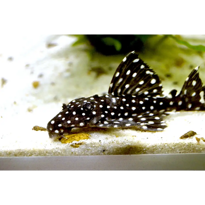 L240 vampire pleco livestock