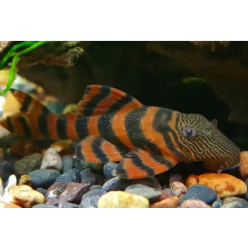 L397 alenquer tiger pleco small ~3 4cm livestock
