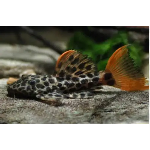 L600 leopard cactus pleco - small ~3-4cm - livestock