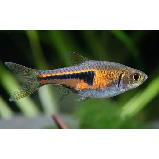 Lambchop rasbora - livestock