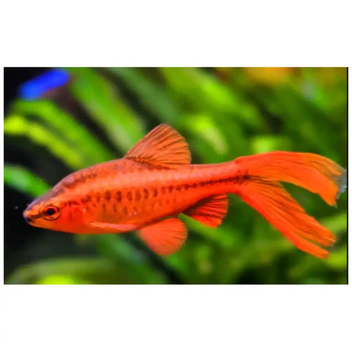 Longfin cherry barb - livestock