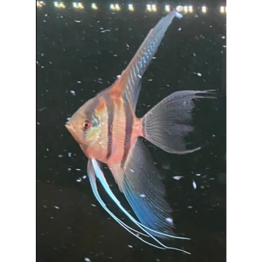 Longfin red back altum angel 4 5cm livestock