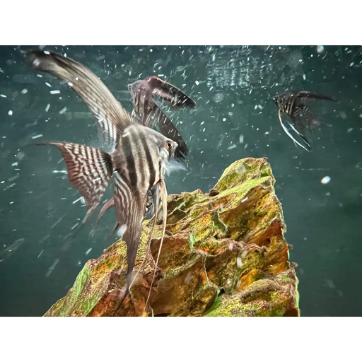 Longfin zebra angelfish regular 4 5cm livestock