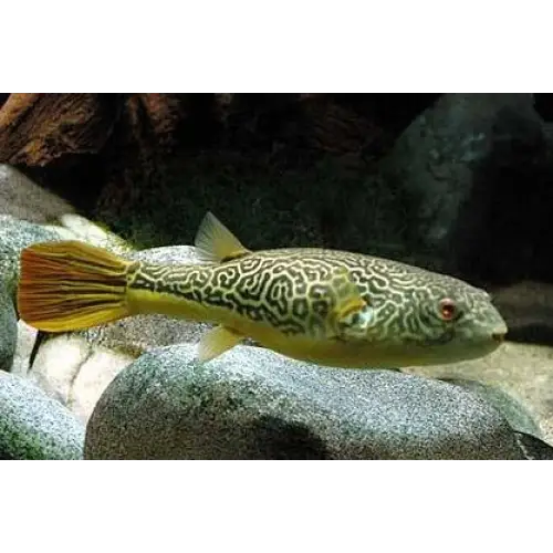 Mbu puffer ~16cm
