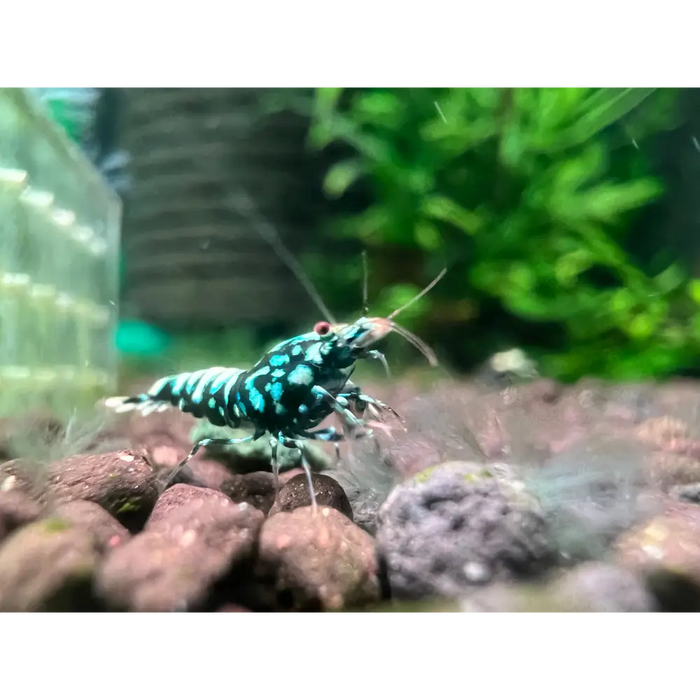 Metallic blue boa shrimp livestock