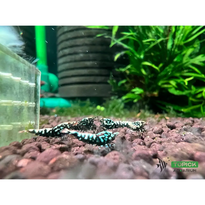 Metallic blue boa shrimp livestock