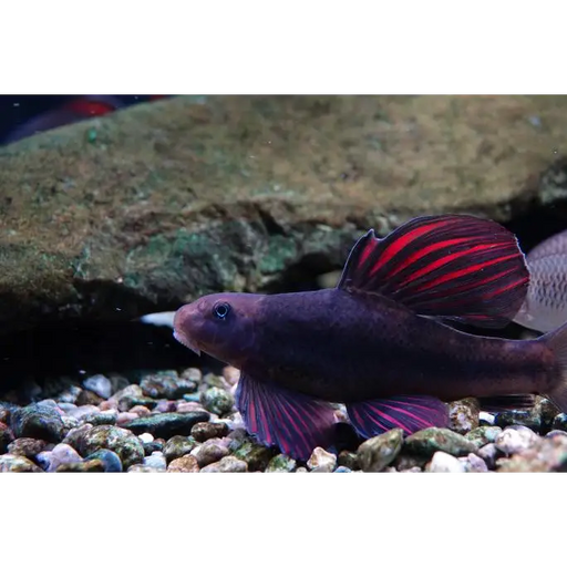 Microphysogobio tafangensis - 10cm high-fin colored