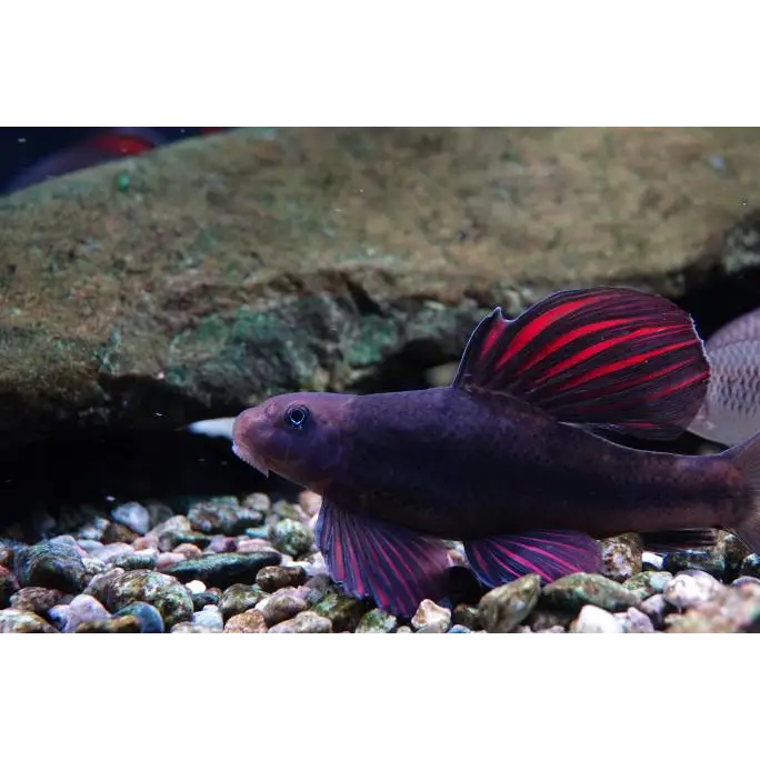 Microphysogobio tafangensis single fish ~10cm