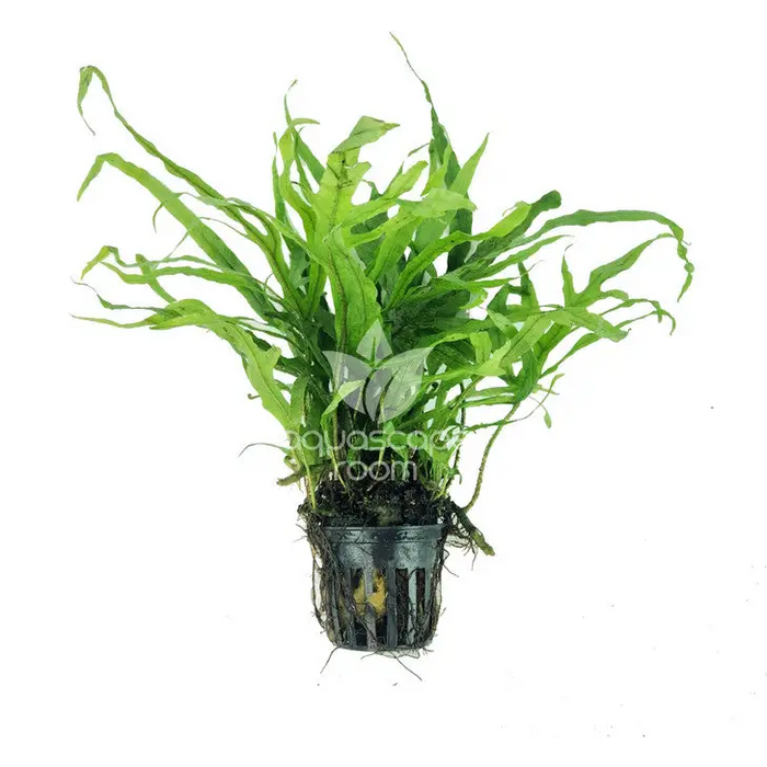 Microsorum pteropus var. ’cross’