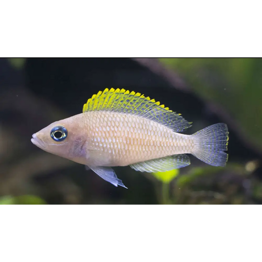 Neolamprologus caudopunctatus - single (~4cm) - livestock