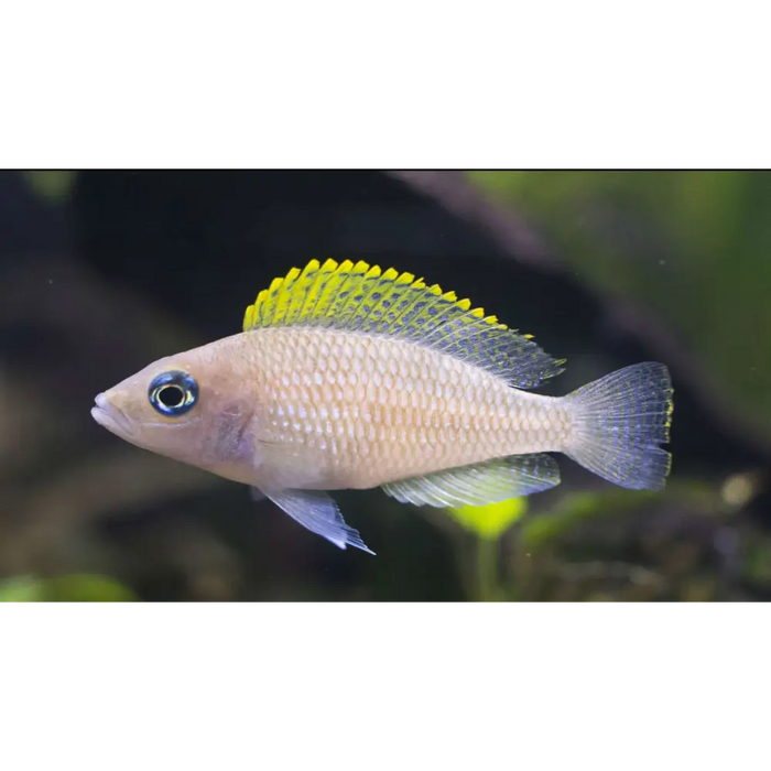 Neolamprologus caudopunctatus - single (~4cm) - livestock