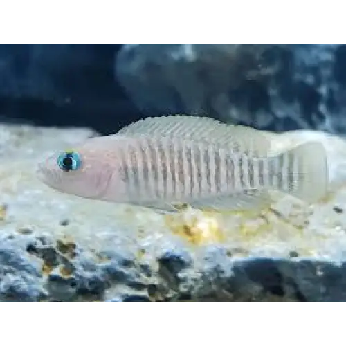Neolamprologus multifasciatus single (~4cm) livestock