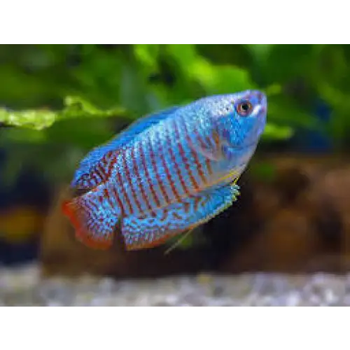 Neon blue gourami - single - livestock