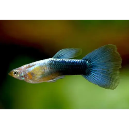 Neon blue guppy - livestock