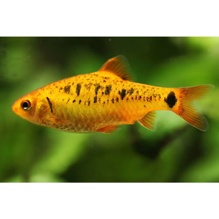 Neon golden barb livestock