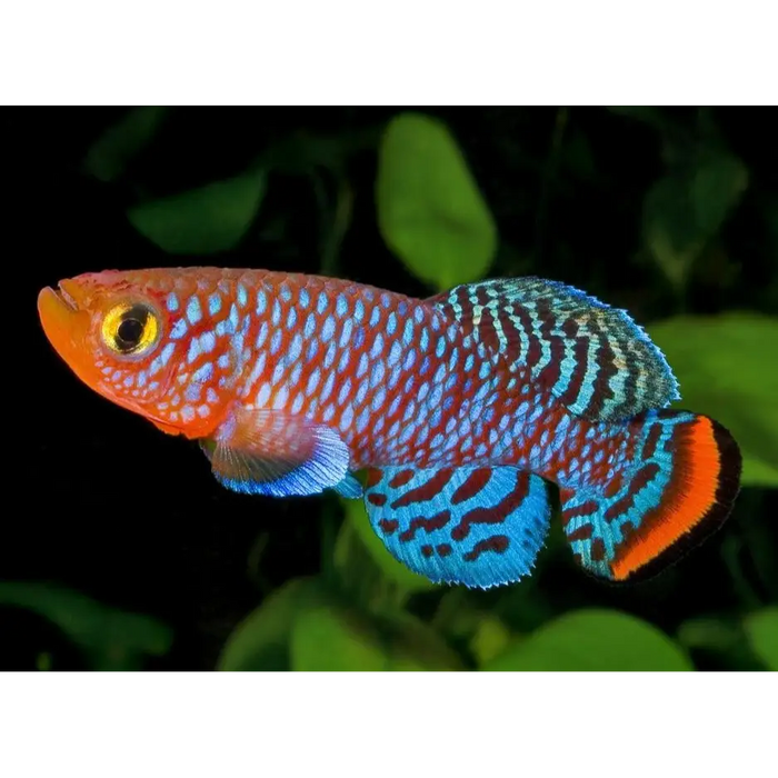 Nothobranchius rachovii pair