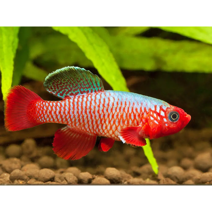 Nothobranchius rubripinnis pair