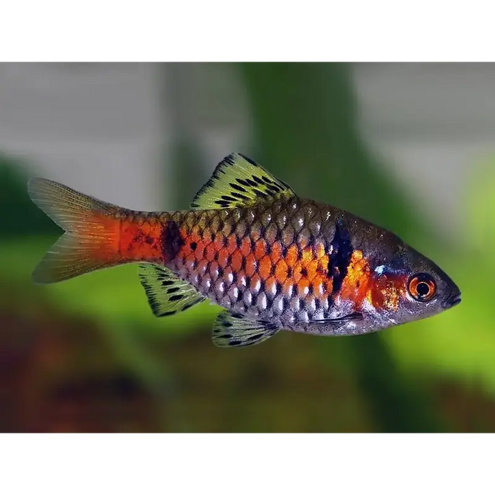 Odessa barb - livestock