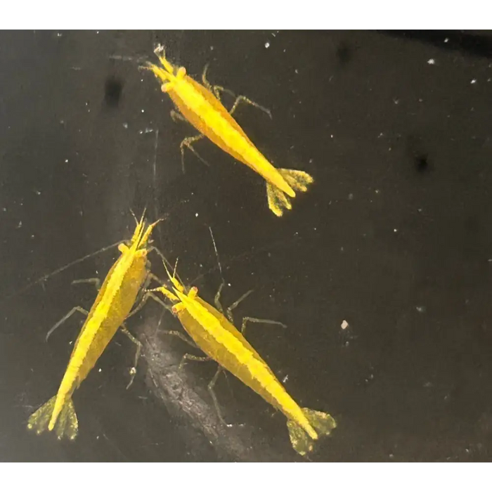 Orange-eye golden back yellow shrimp - livestock