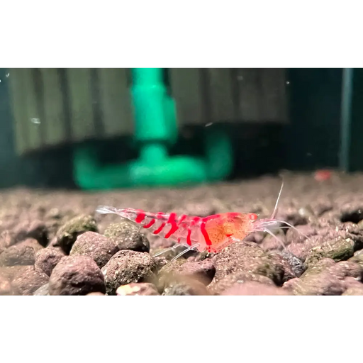 Orange eye red tiger shrimp - livestock