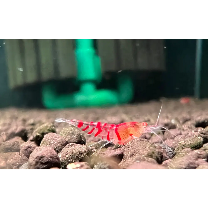 Orange eye red tiger shrimp livestock