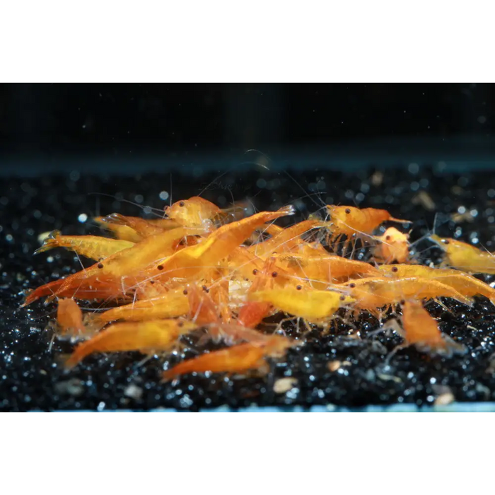 Orange sunkist shrimp - livestock