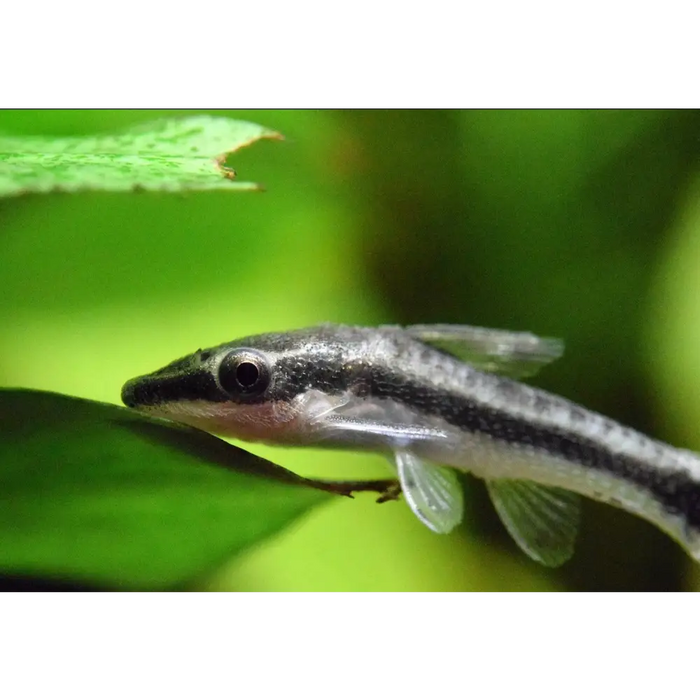 Otocinclus catfish - livestock