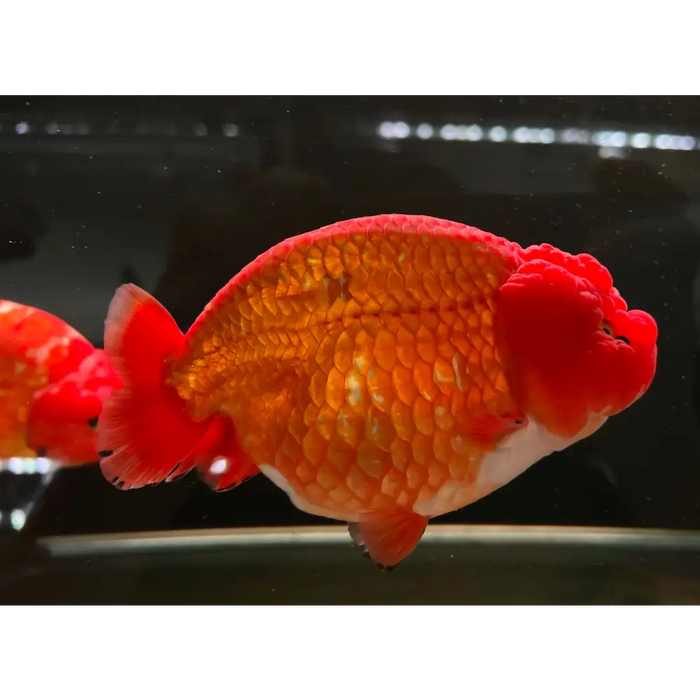 Pan farm ranchu