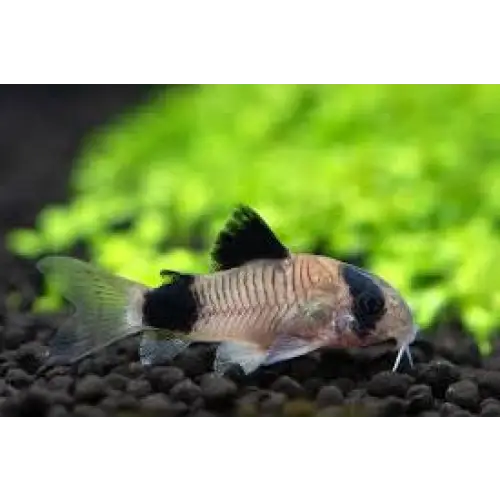 Panda cory - animals & pet supplies