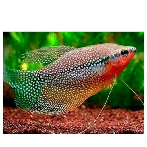 Pearl gourami - livestock