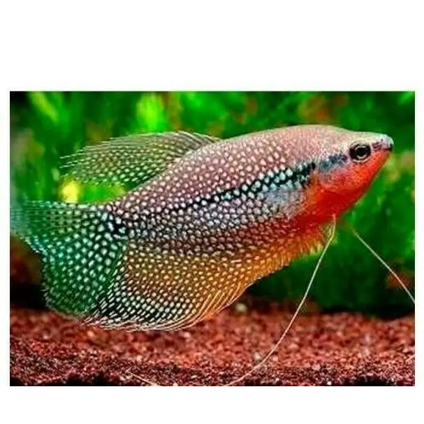 Pearl gourami livestock
