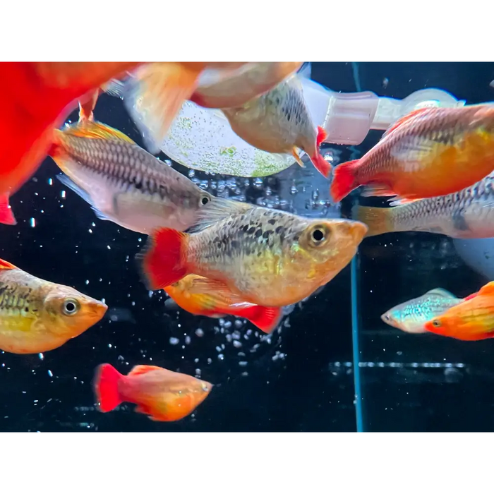 Peony ballon platy 1 fish livestock