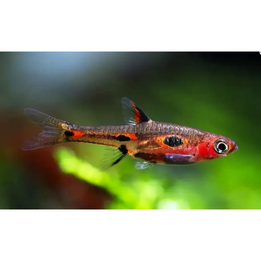 Phoenix rasbora livestock