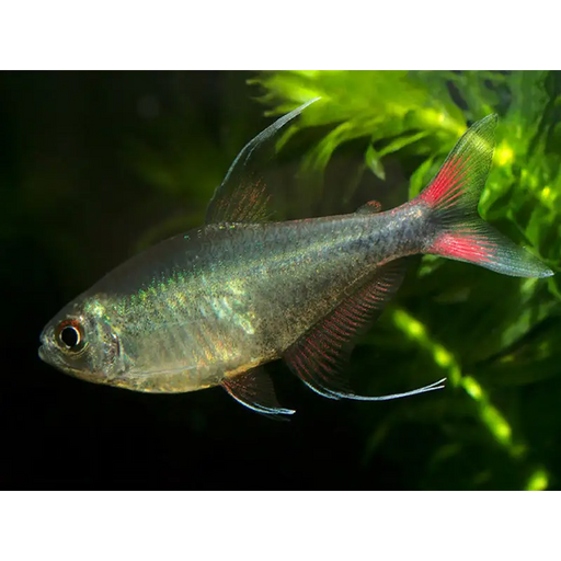 Phoenix tetra - livestock