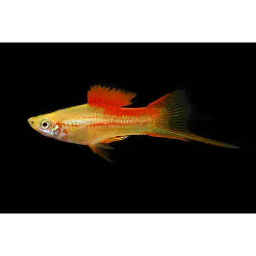 Pineapple swordtail livestock