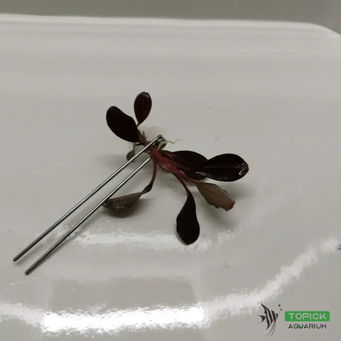 Planting fork