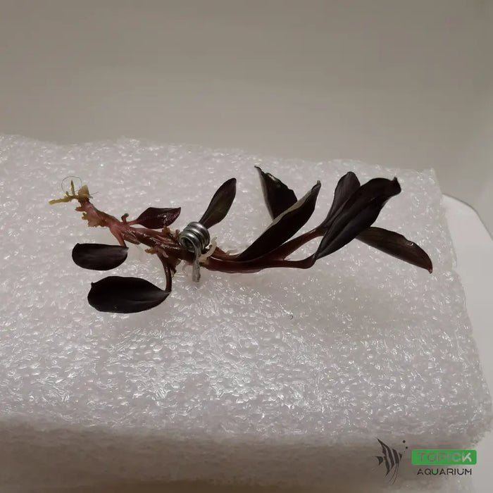 Planting fork