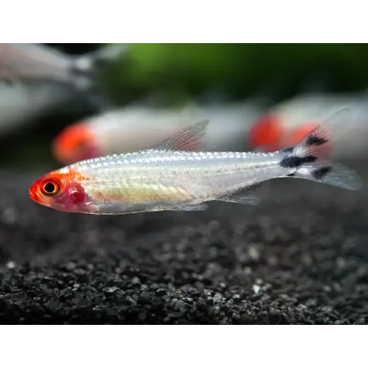 Platinum rummynose tetra - livestock