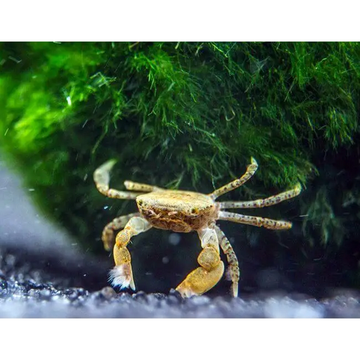 Pom pom crab (ptychognathus barbatus) - livestock
