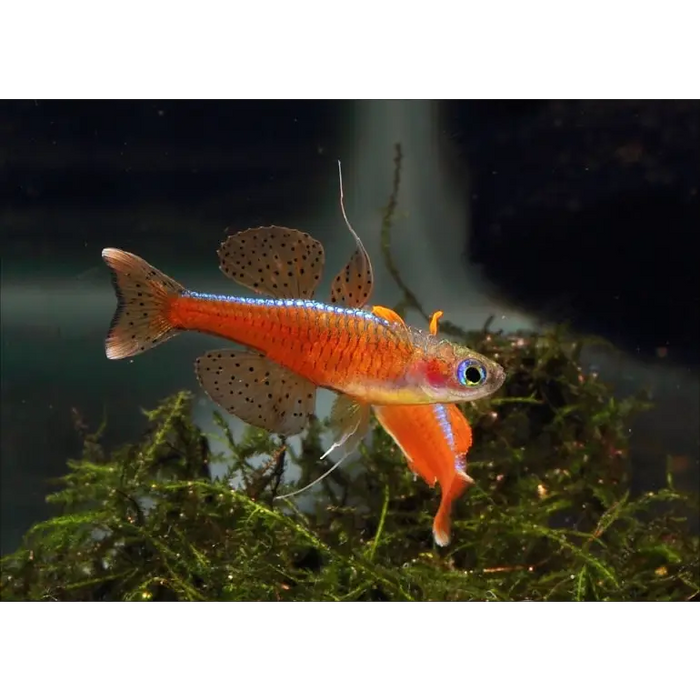 Pseudomugil luminatus - livestock