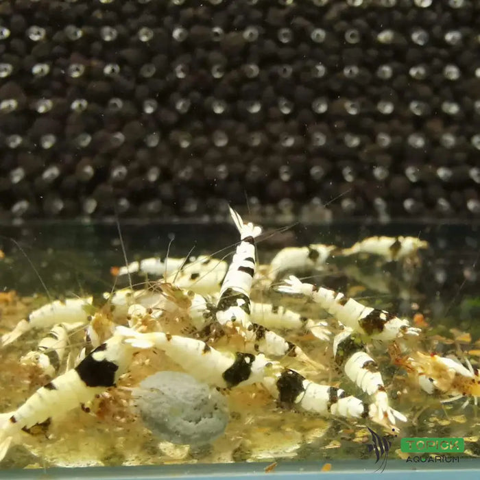 Pure black line (pbl) shrimp - livestock