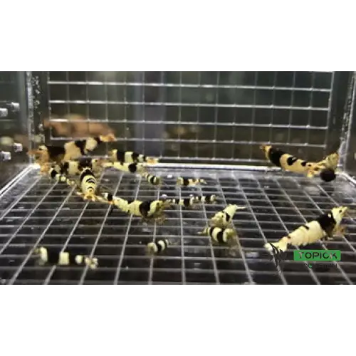 Pure black line (pbl) shrimp - livestock