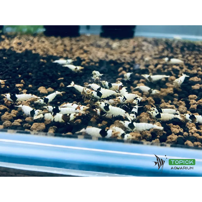 Pure black line (pbl) shrimp - livestock