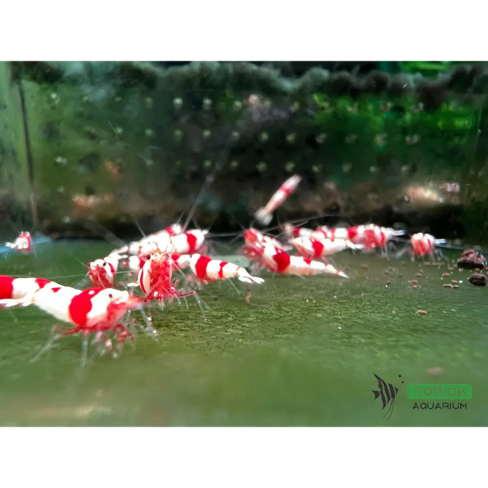 Pure red line (prl) shrimp - advanced grade - livestock