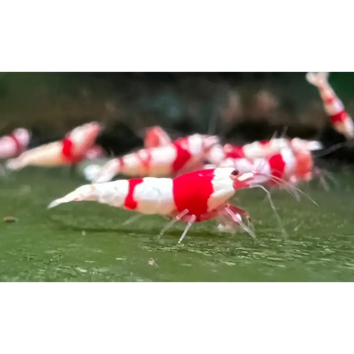 Pure red line (prl) shrimp advanced grade livestock